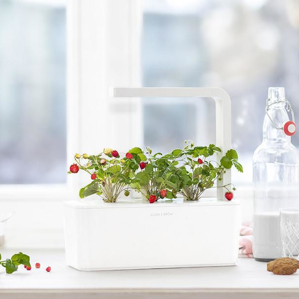 Набор картриджей для умного сада Click and Grow Refill 3-Pack Земляника (Wild Strawberry)