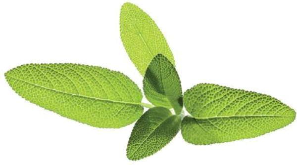 Набор картриджей для умного сада Click and Grow Refill 3-Pack Шалфей (Garden Sage)