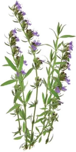 Набор картриджей для умного сада Click and Grow Refill 3-Pack Иссоп (Hyssop)