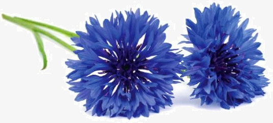 Набор картриджей для умного сада Click and Grow Refill 3-Pack Василёк (CornFlower)