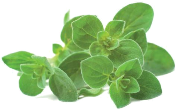Набор картриджей для умного сада Click and Grow Refill 3-Pack Орегано (Oregano)