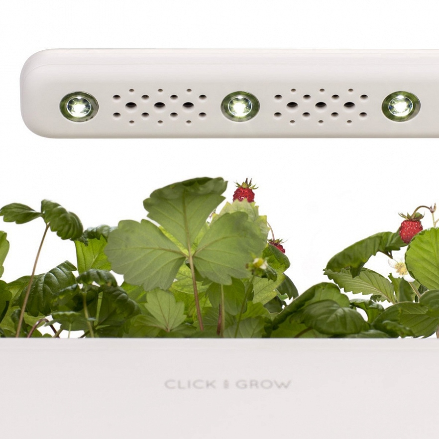 Умный сад Click and Grow Smart Garden 3 Алиссум душистый (чёрная крышка) 