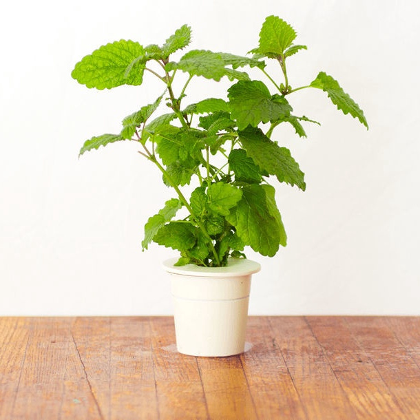 Набор картриджей для умного сада Click and Grow Refill 3-Pack Мелисса (Lemon Balm)