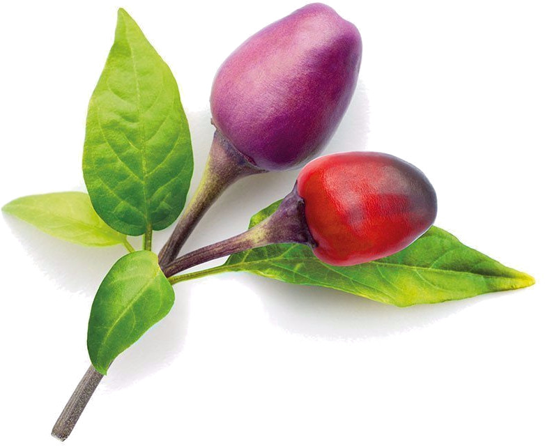 Набор картриджей для умного сада Click and Grow Refill 3-Pack Пурпурный Перец Чили (Purple Chili Pepper)