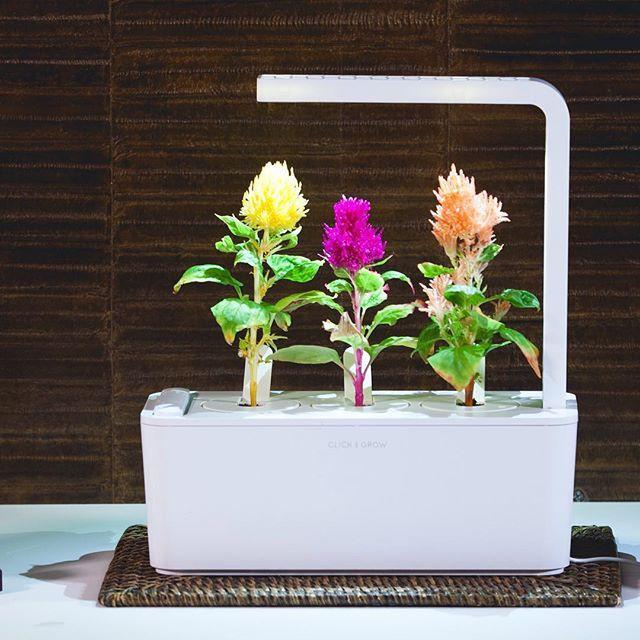 Набор картриджей для умного сада Click and Grow Refill 3-Pack Целозия (Cockscomb)