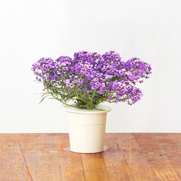 Набор картриджей для умного сада Click and Grow Refill 3-Pack Алиссум душистый (Sweet Alyssum)