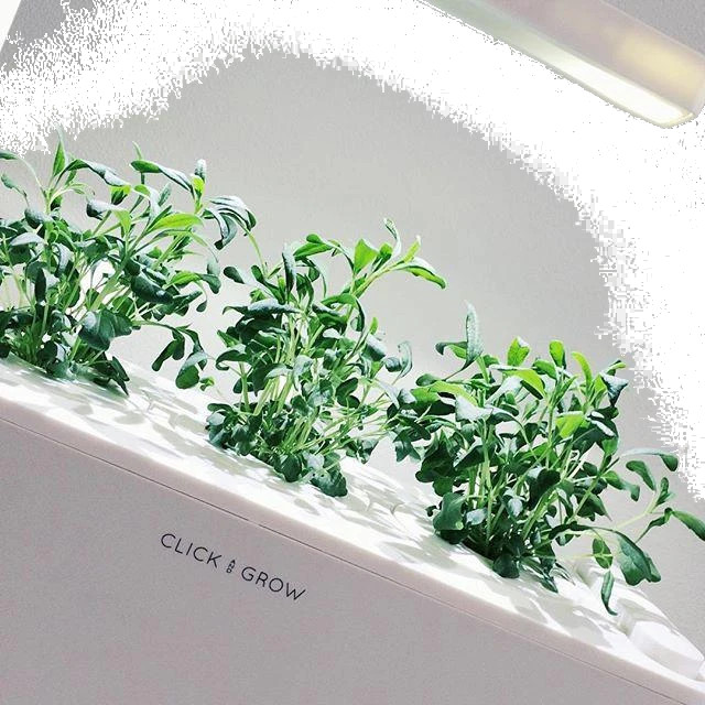 Набор картриджей для умного сада Click and Grow Refill 3-Pack Иссоп (Hyssop)