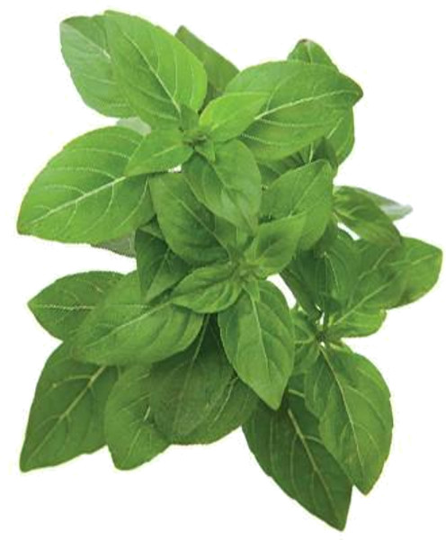 Набор картриджей для умного сада Click and Grow Refill 3-Pack Карликовый Базилик (Dwarf Basil)