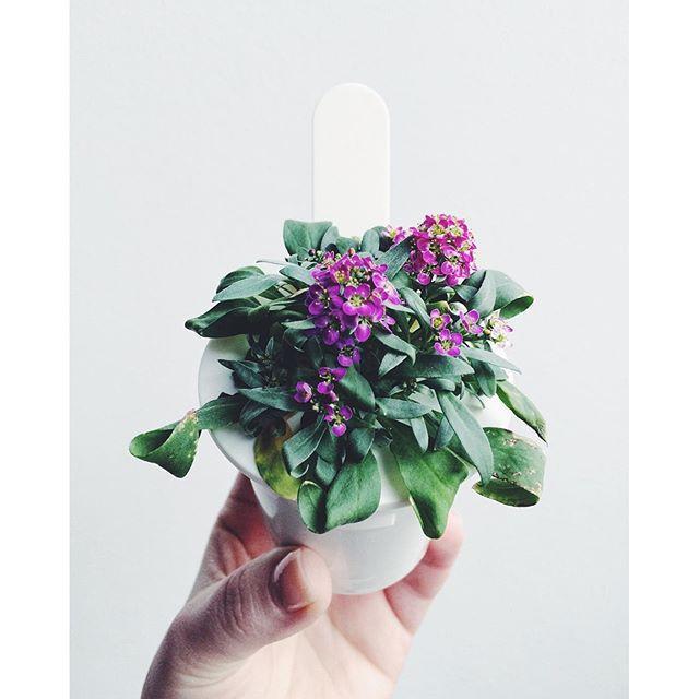 Умный сад Click and Grow Smart Garden 3 Алиссум душистый (чёрная крышка) 