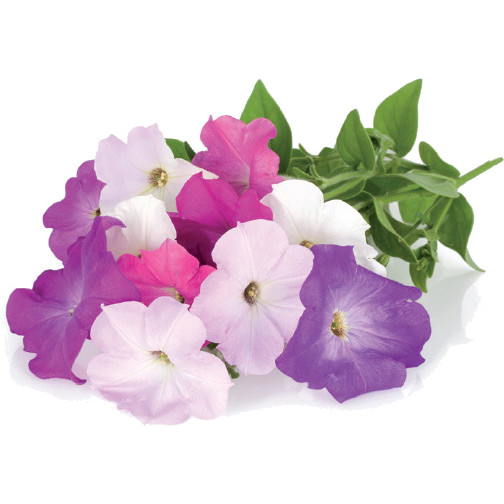 Набор картриджей для умного сада Click and Grow Refill 3-Pack Петуния (Petunia)
