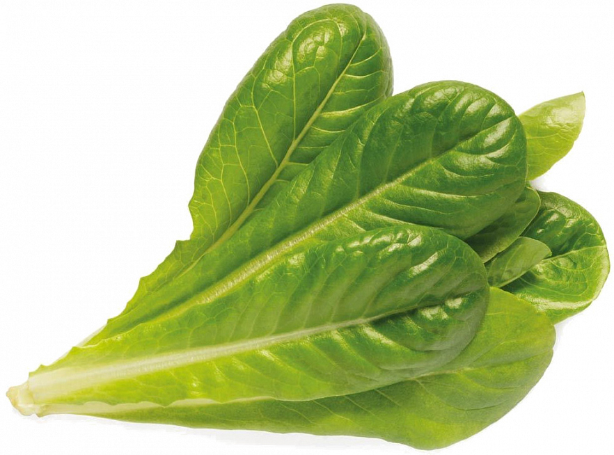 Набор картриджей для умного сада Click and Grow Refill 3-Pack Салат Ромейн (Romaine Lettuce)