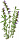 Набор картриджей для умного сада Click and Grow Refill 3-Pack Иссоп (Hyssop)