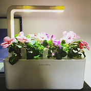 #clickandgrow, #вегаджет, #smartpot, #herbalgarden, #умныйсад, #смартпот, #кликэндгроу