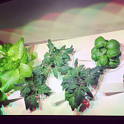 #clickandgrow, #вегаджет, #smartpot, #herbalgarden, #умныйсад, #смартпот, #кликэндгроу, #smartgarden
