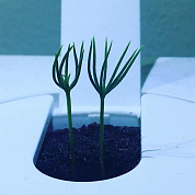 #clickandgrow, #вегаджет, #smartpot, #herbalgarden, #умныйсад, #смартпот, #кликэндгроу