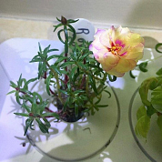 #clickandgrow, #вегаджет, #smartpot, #herbalgarden, #умныйсад, #смартпот, #кликэндгроу