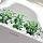 Набор картриджей для умного сада Click and Grow Refill 3-Pack Иссоп (Hyssop)