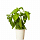 Набор картриджей для умного сада Click and Grow Refill 3-Pack Базилик (Basil)