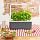 Умный сад Click and Grow Smart Garden 3 Базилик (чёрная крышка)
