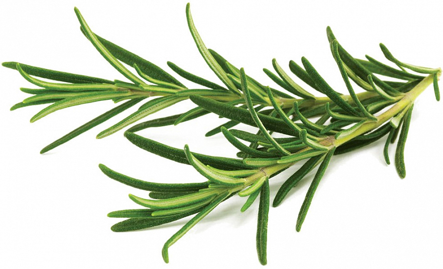 Набор картриджей для умного сада Click and Grow Refill 3-Pack Розмарин (Rosemary)