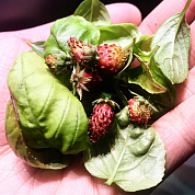 #clickandgrow, #вегаджет, #smartpot, #herbalgarden, #умныйсад, #смартпот, #кликэндгроу, #smartgarden