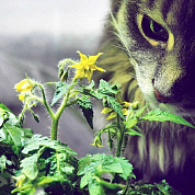 #clickandgrow, #вегаджет, #smartpot, #herbalgarden, #умныйсад, #смартпот, #кликэндгроу