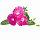 Набор картриджей для умного сада Click and Grow Refill 3-Pack Розовая Петуния (Pink Petunia)
