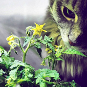#clickandgrow, #вегаджет, #smartpot, #herbalgarden, #умныйсад, #смартпот, #кликэндгроу