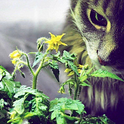 #clickandgrow, #вегаджет, #smartpot, #herbalgarden, #умныйсад, #смартпот, #кликэндгроу